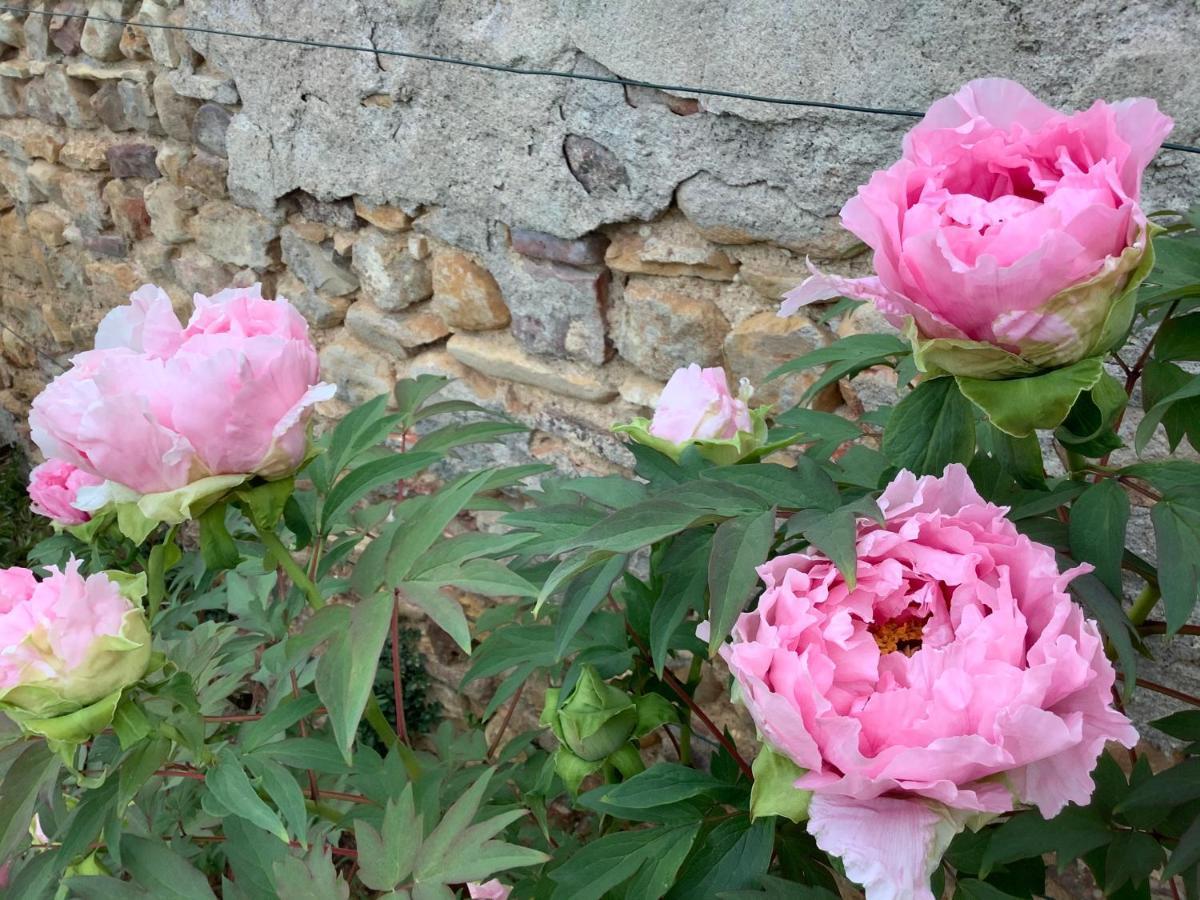 Bed and Breakfast Pivoines Saint-Julien  Exteriér fotografie